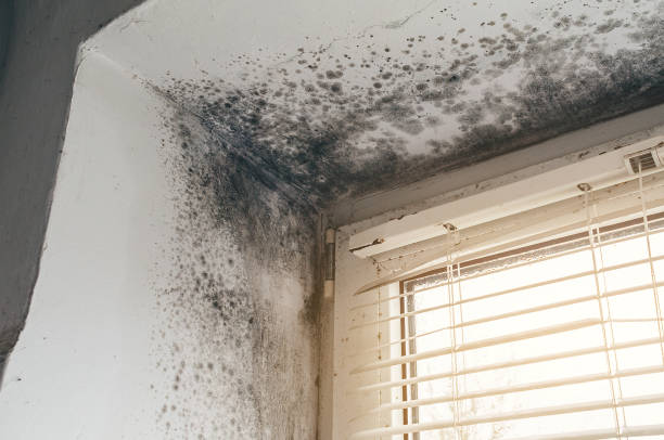 Affordable Mold Cleanup solutions in Loganton, PA